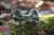 Jungle noeud 1